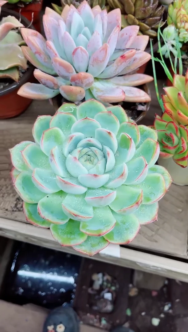 ?****࿐19020多肉植物一物一拍