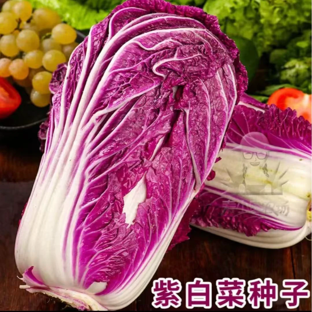 【紫白菜种子】紫白菜种子四季播种 庭院田地种植 农家蔬菜