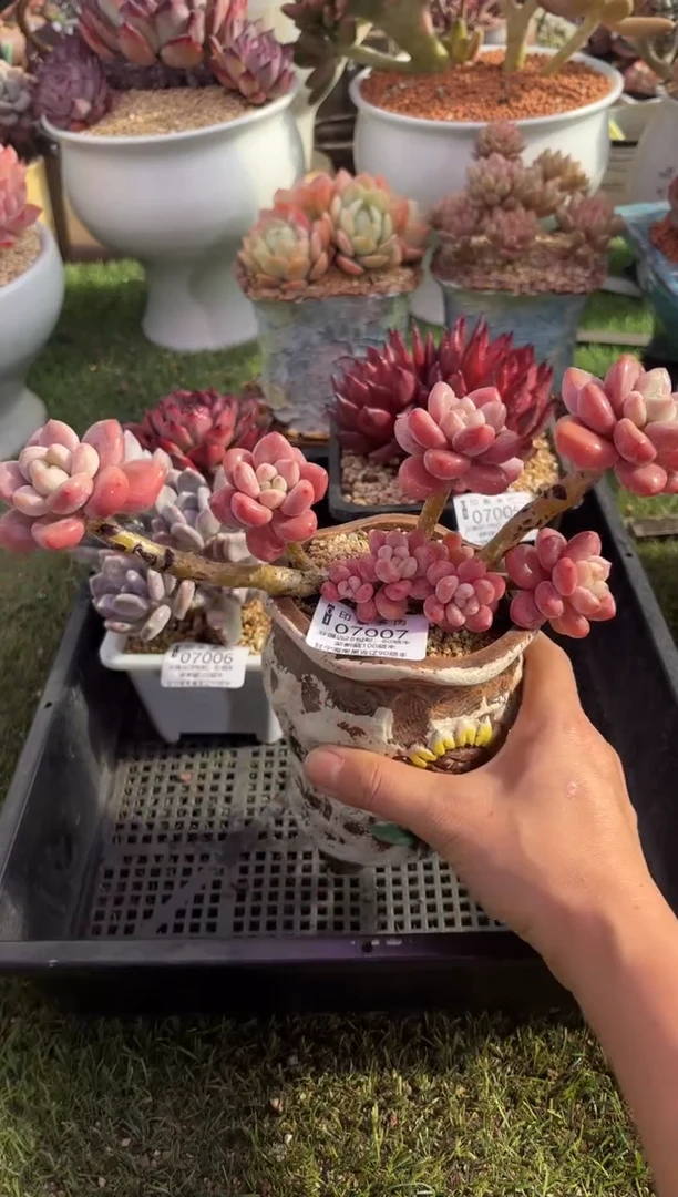 【闪购商品】07007