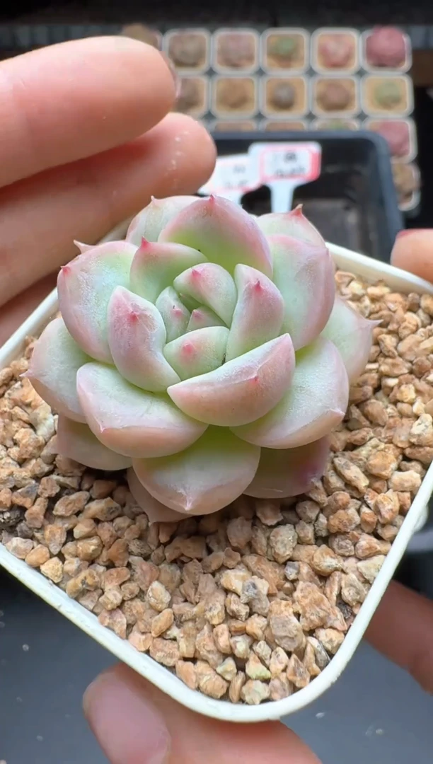 【闪购商品】174号 珍妮杂交多肉 花卉植物