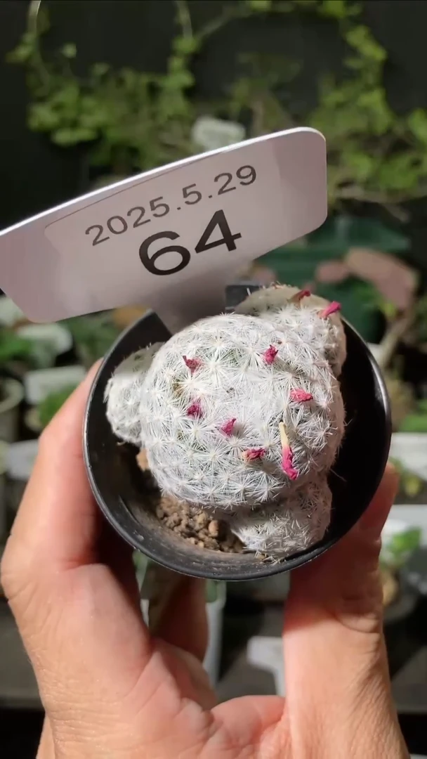 64号5.29.福利吉春星仙人球
