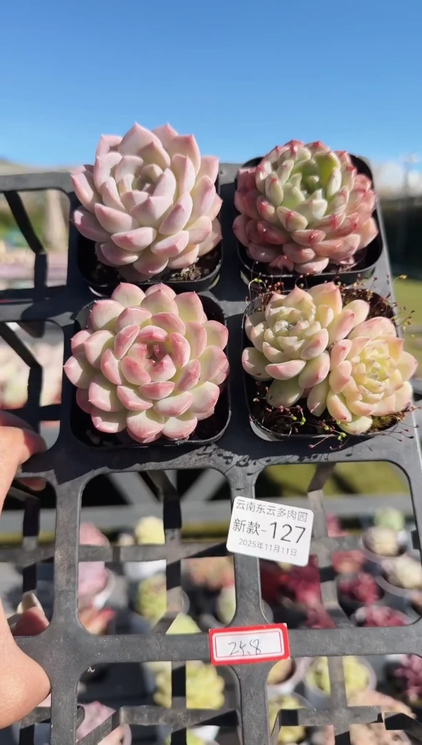 东云多肉园新款-127