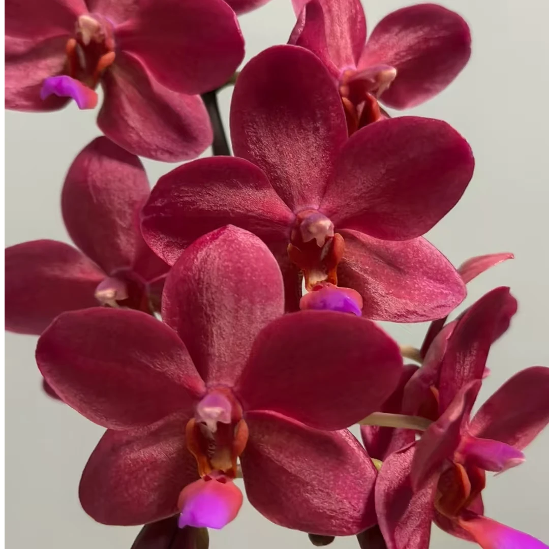 【佛陀宝藏】名贵品种蝴蝶兰 1.7寸杯小苗 不带花剑  介意慎拍