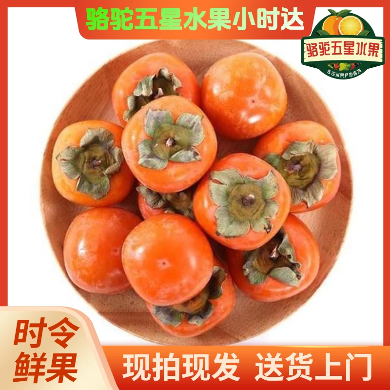 吊红柿子，3斤
