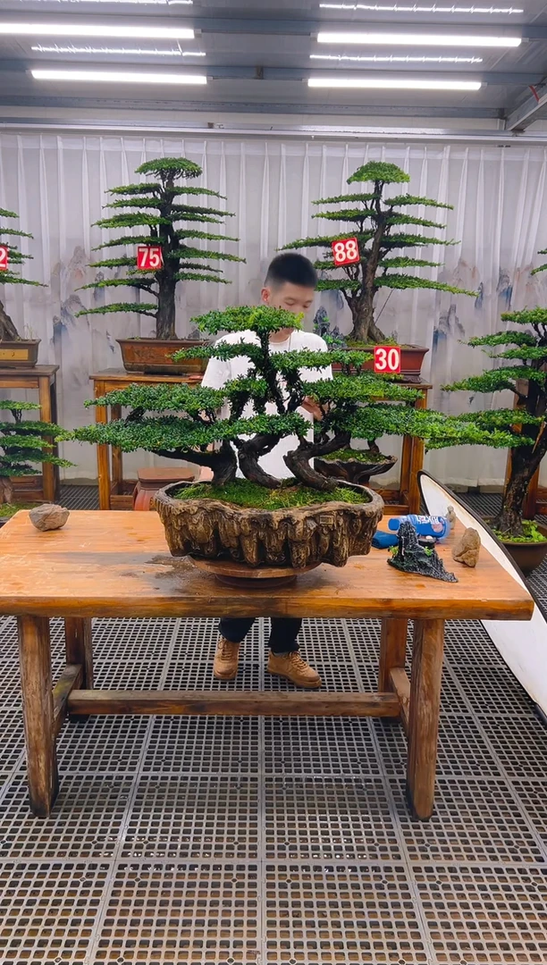 无花朵孙*精品盆景直播间一物一拍