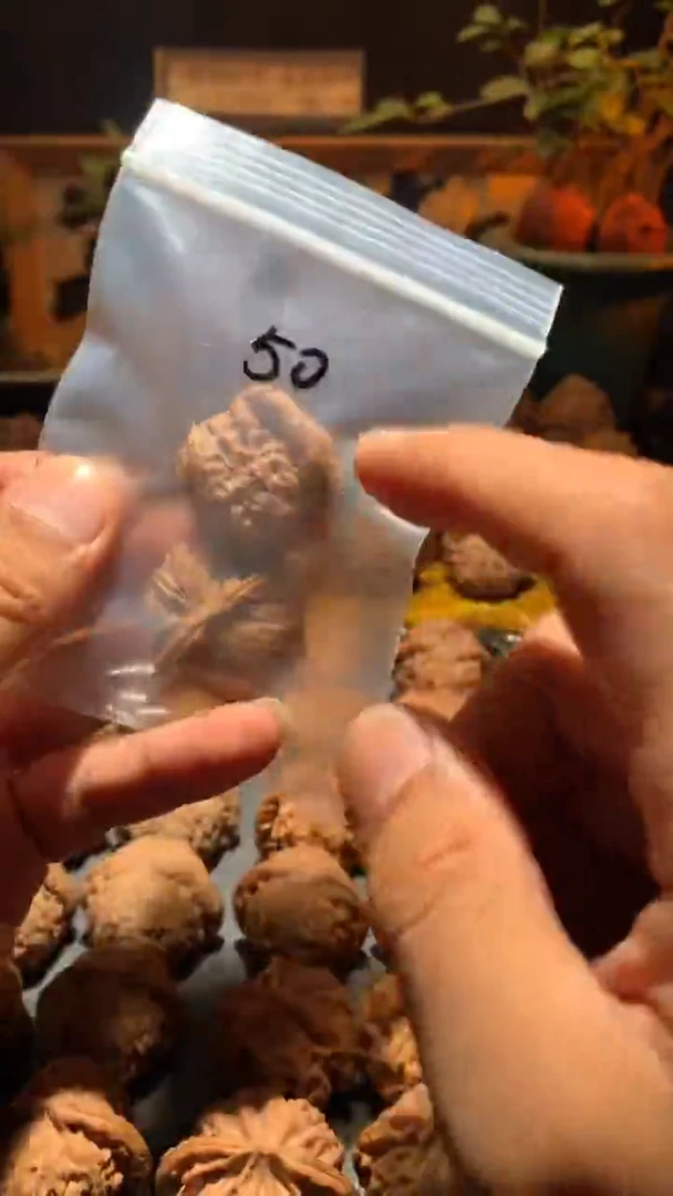把件桃核飞*丰泰 白狮子34   尺左右盘玩打底不支持退换