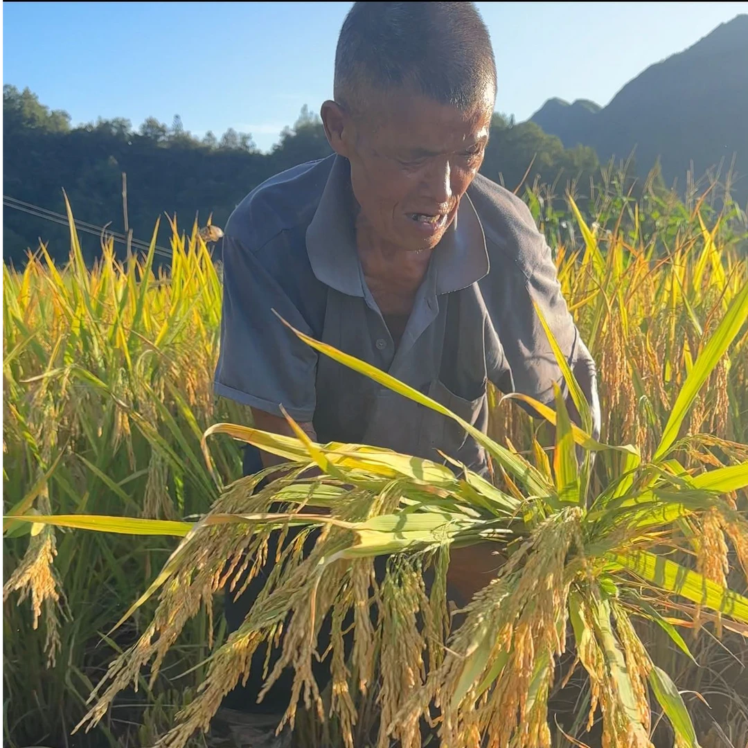 【大巴山高山农家新米】2025年当季新米不抛光不打蜡长粒香米
