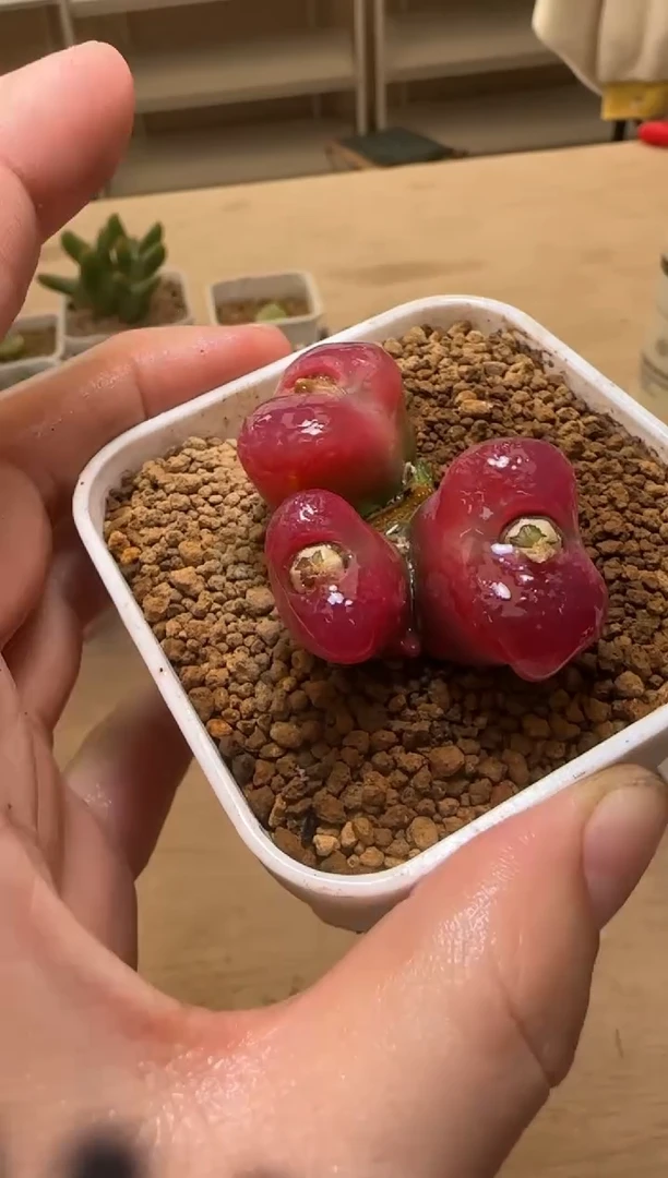 【闪购商品】15-65