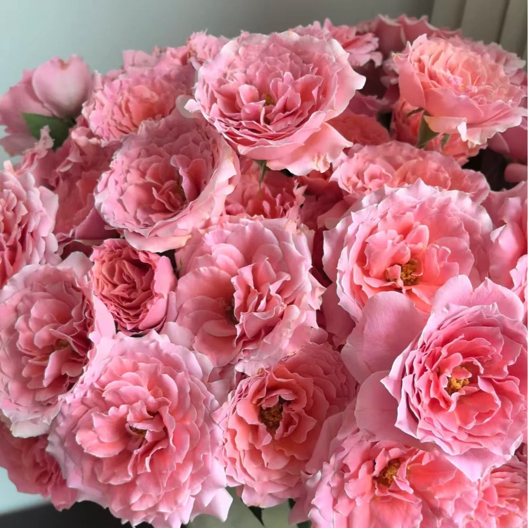 鲜花【粉色啦啦队】同地址两单以上顺丰包邮送货上门+送配草1扎