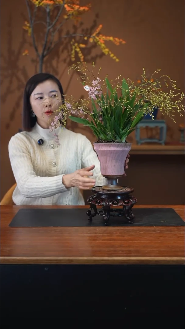 全部花朵粉梦香盆景盆景盆景