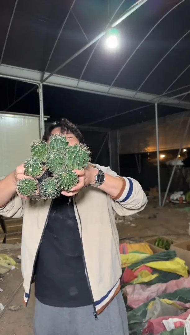 8颗 实生根 龙王 3-5cm