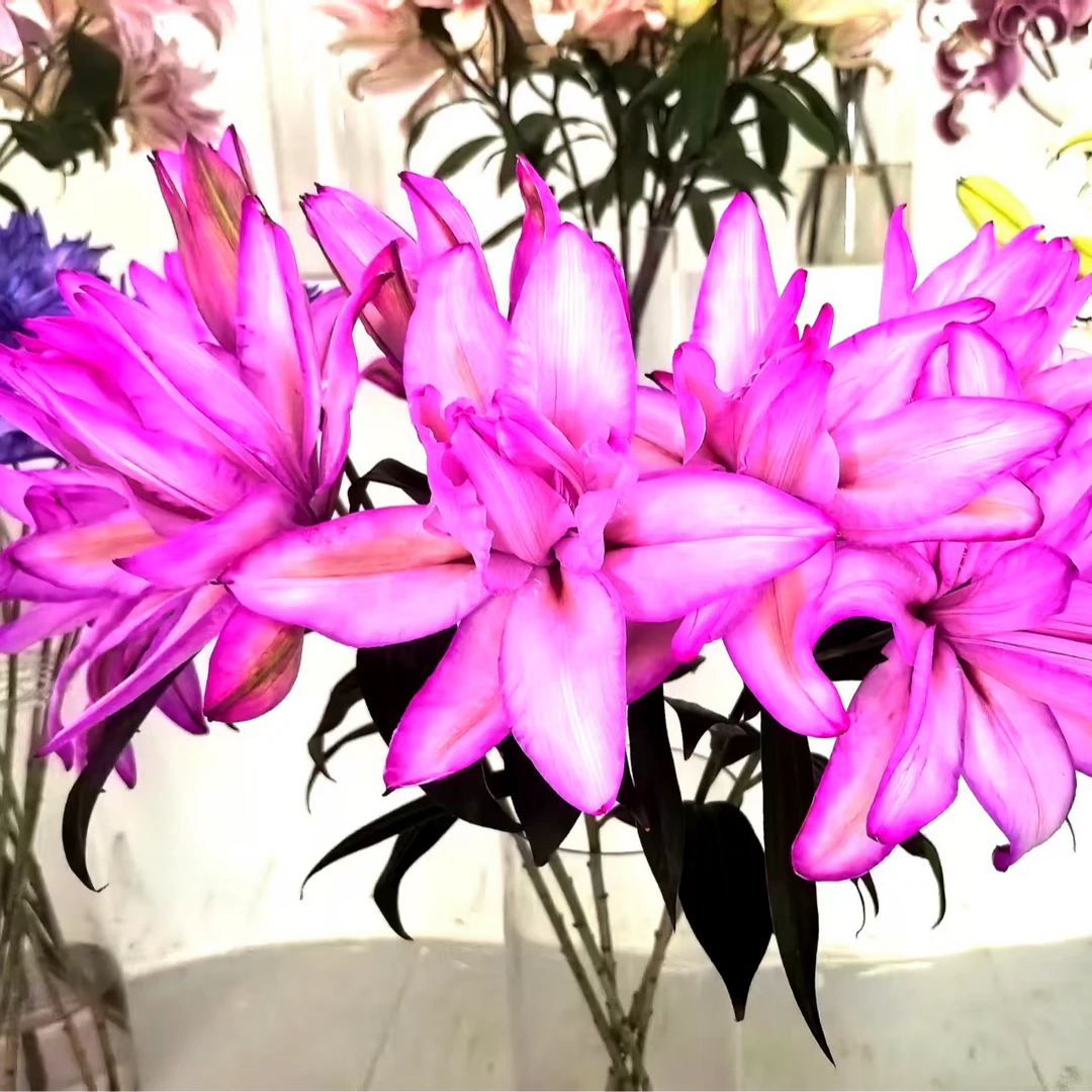 多头【仙子之吻】清香型吸色百合高级玫红色调高级与众不同超长花期