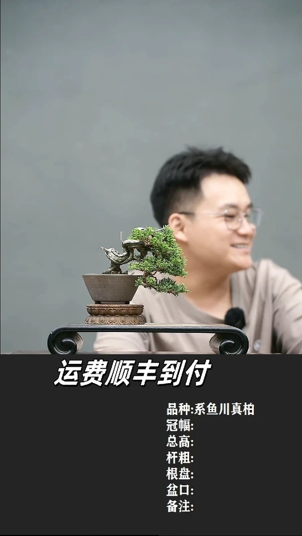 爽****91 系鱼川真柏