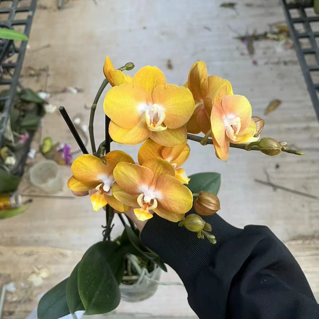 3.5寸拉斯维加斯 双梗 一颗【任意两颗发货】