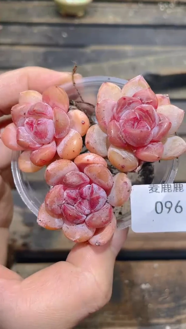 096石榴泡泡     量拍3颗