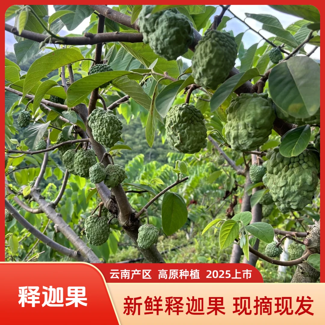 【第六代释迦A果】牛奶释迦果精选优质果软糯香甜新鲜采摘果园直发