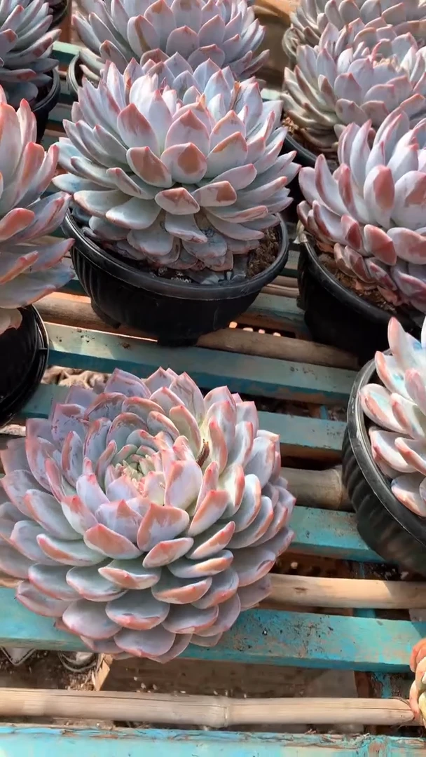 超大橙梦露1颗28.8米