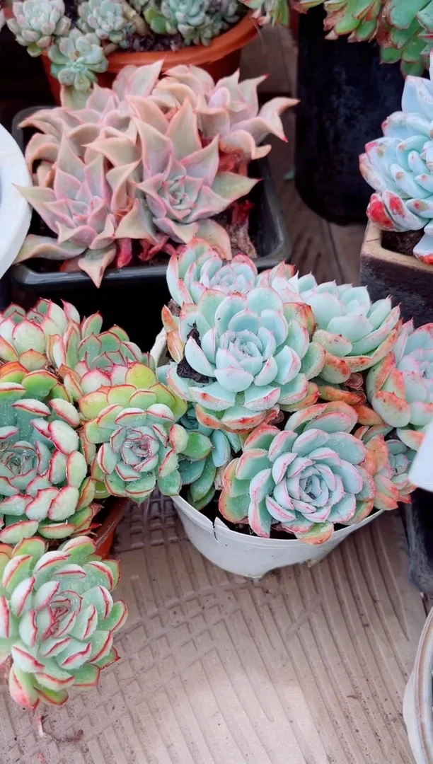 如**天多肉植物一物一拍06206