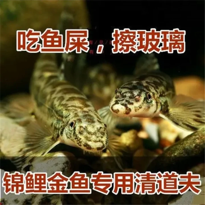 锦鲤金鱼专用冷水清洁鱼 樱口鳅 吃垃圾吃鱼屎中大型清洁工包邮
