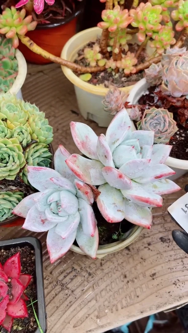 路***挽05031多肉植物一物一拍