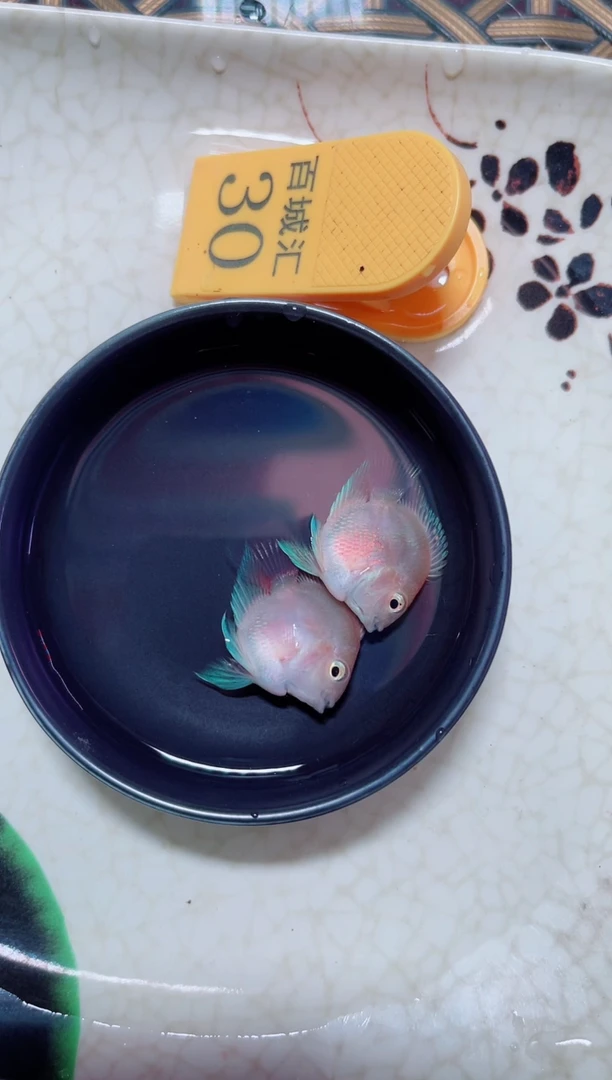 鹦鹉鱼胭脂一对桃心