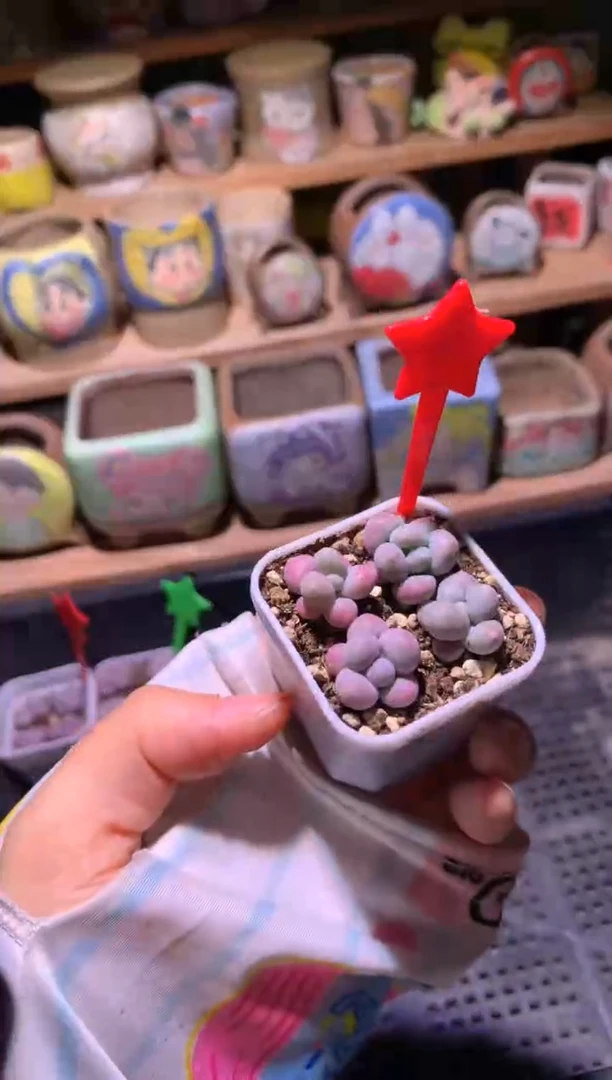 蜜桃奶酪多肉一盒4个