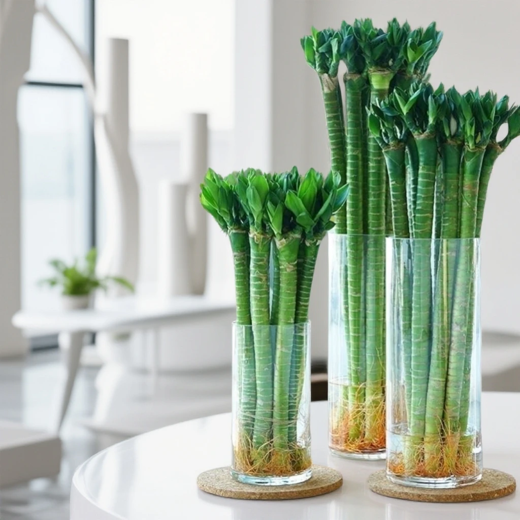 文昌竹龙竹文昌助学金榜题名多芽带根基地直发精选书桌房绿植盆栽