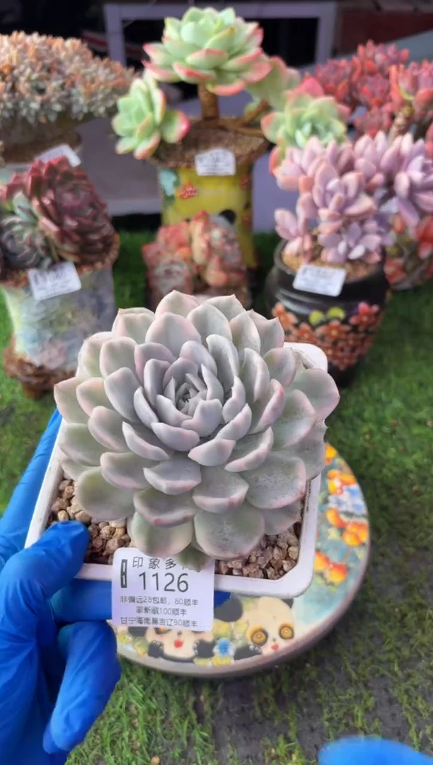 昆明印象多肉1126