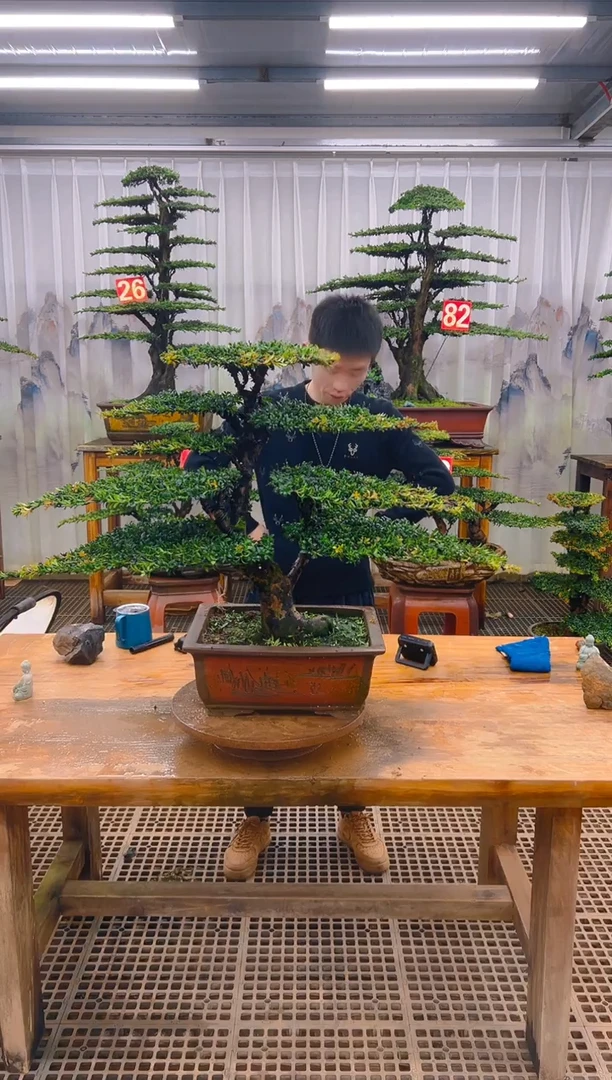 无花朵精品盆景直播间一物一拍