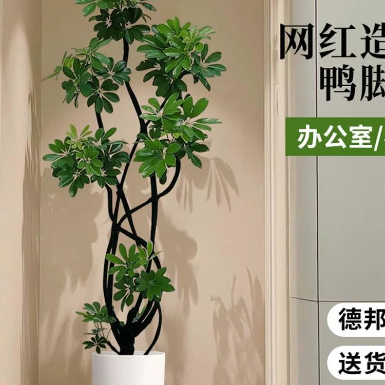 造型鸭脚木客厅大盆栽植物鸭掌木八方来财【一物一拍】