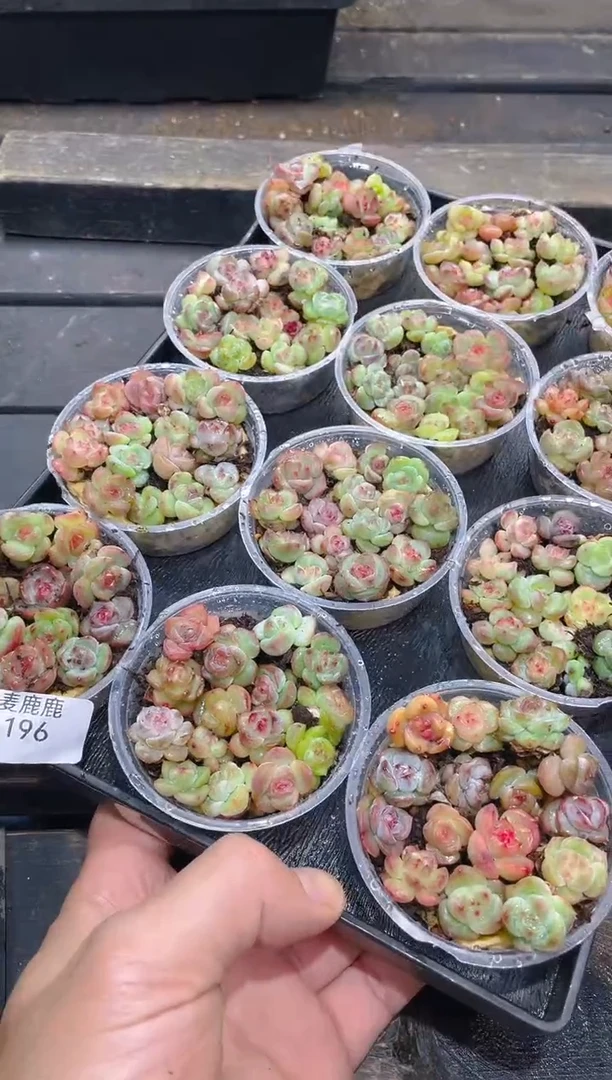 196霸道珍妮品宣款尺寸1.5CM 保15颗量拍随机发一盒