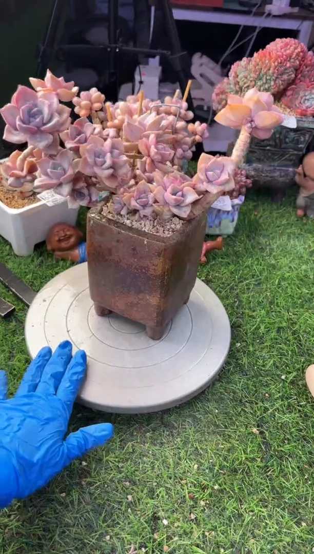 昆明印象多肉00642