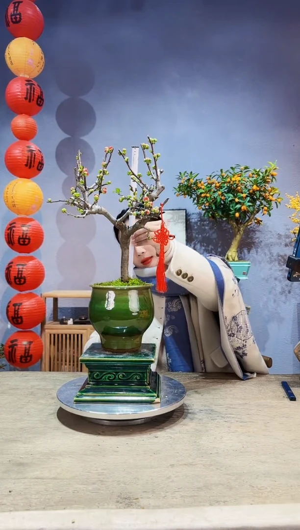 【闪购商品】盆景海棠 长寿冠