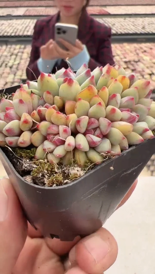 【闪购商品】新款多肉-102