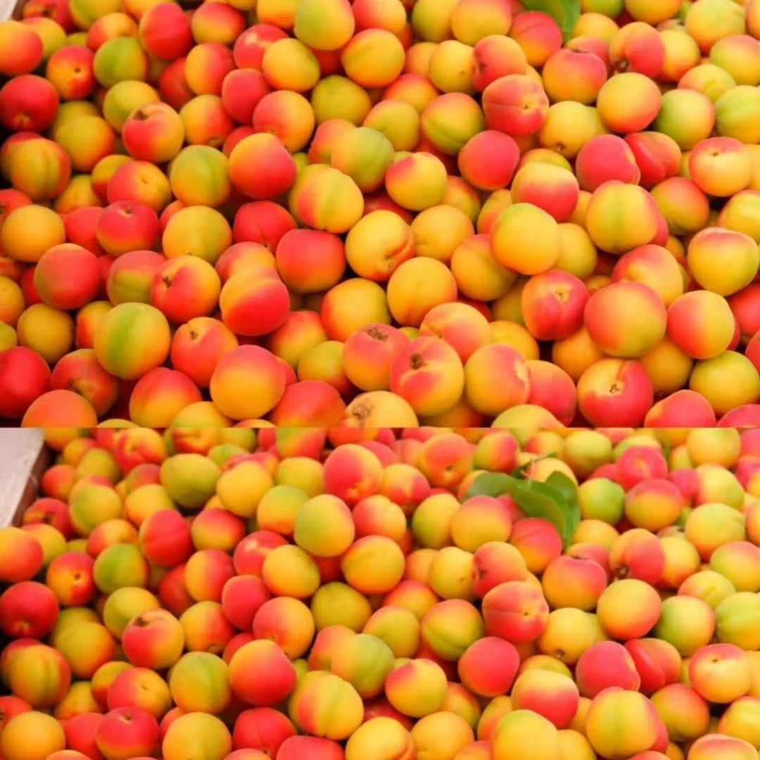 【2斤中果-大果】武乡梅杏2斤装