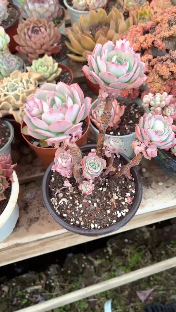 富*伶多肉植物一物一拍13367