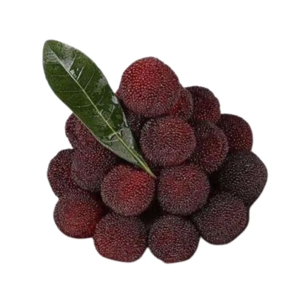 【顺丰次日达】新鲜杨梅当天现采新鲜杨梅福建浮宫杨梅3斤5斤福建省福建省