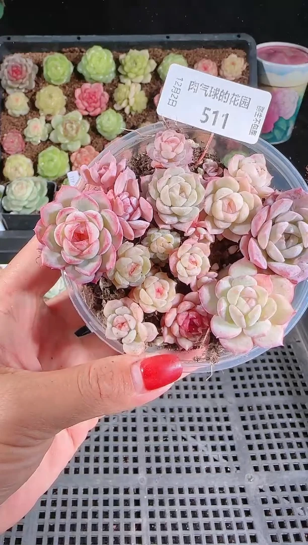 1202-511切糕多肉群生不包整