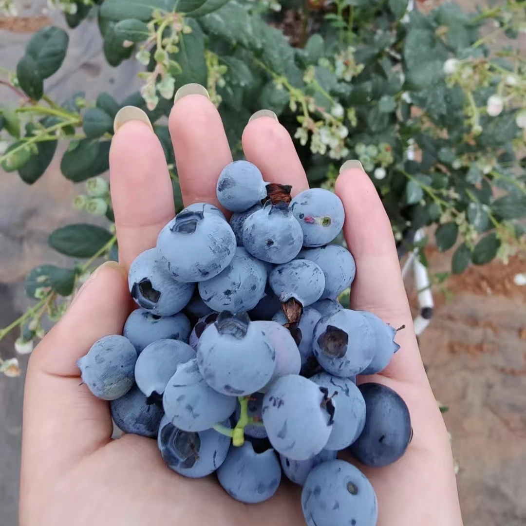 【蓝莓盆栽苗】蓝莓苗盆栽果树南北方种植四季可栽阳台庭院