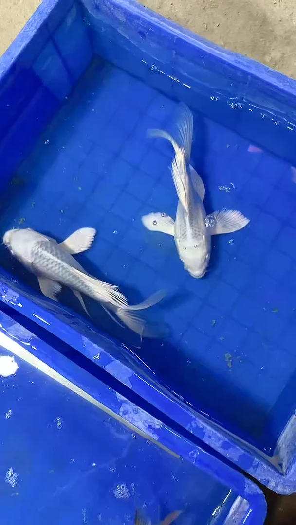 蝴蝶鲤蝴蝶鲤直播选鱼专用链接