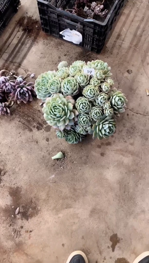 【闪购商品】34号￥49