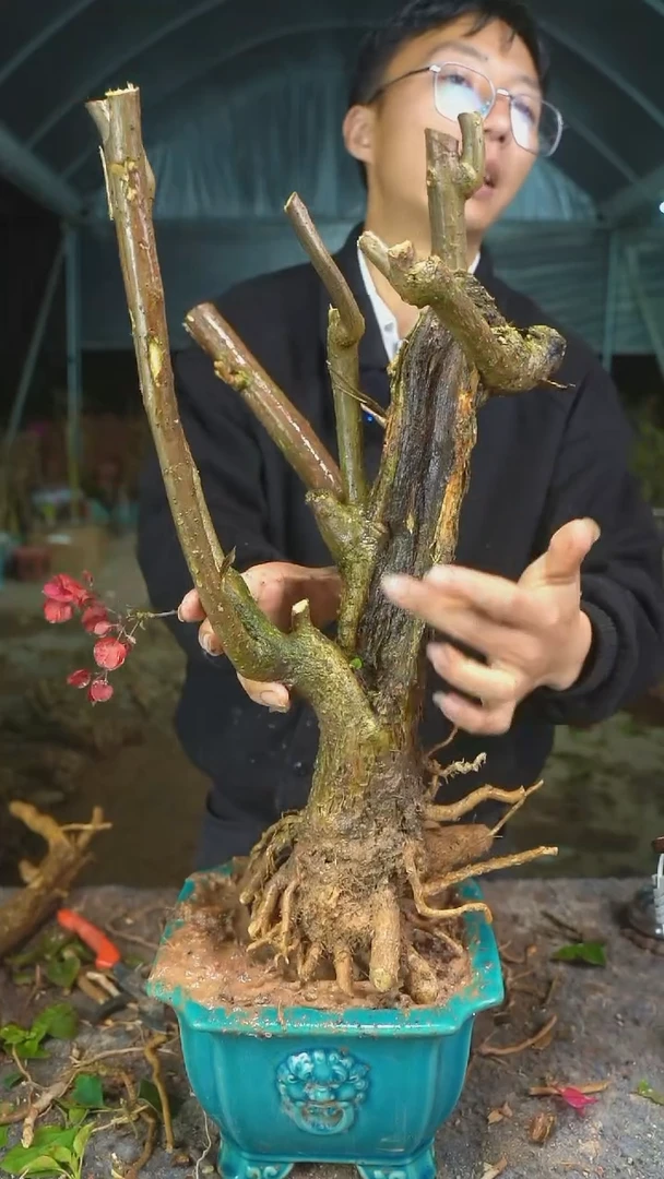 【闪购商品】167三角梅老桩以实物为准图片仅供参考