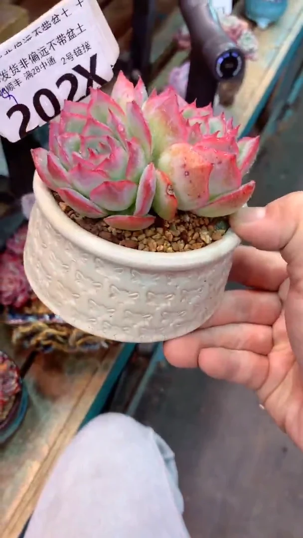 202X（一物一拍实付满28发货，默认不带盆土）