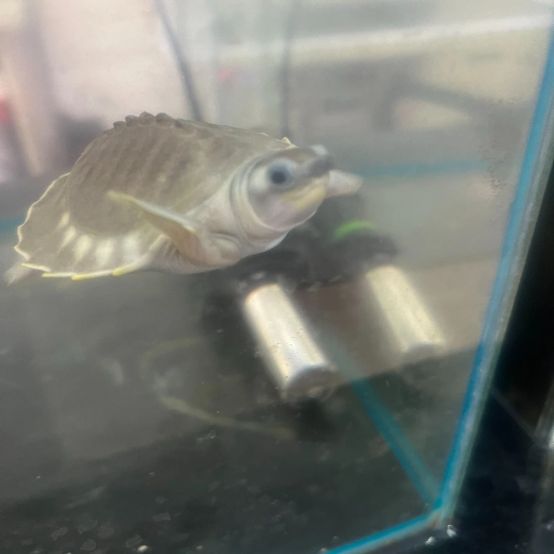 猪鼻龟龙鱼缸搭档四脚鳖