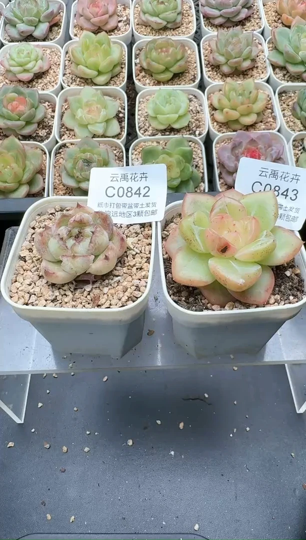 梵842 843C云禹多肉植物 带盆土纸巾打包 3颗包邮