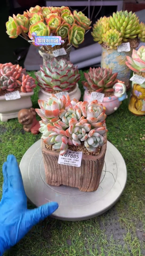 昆明印象多肉07885