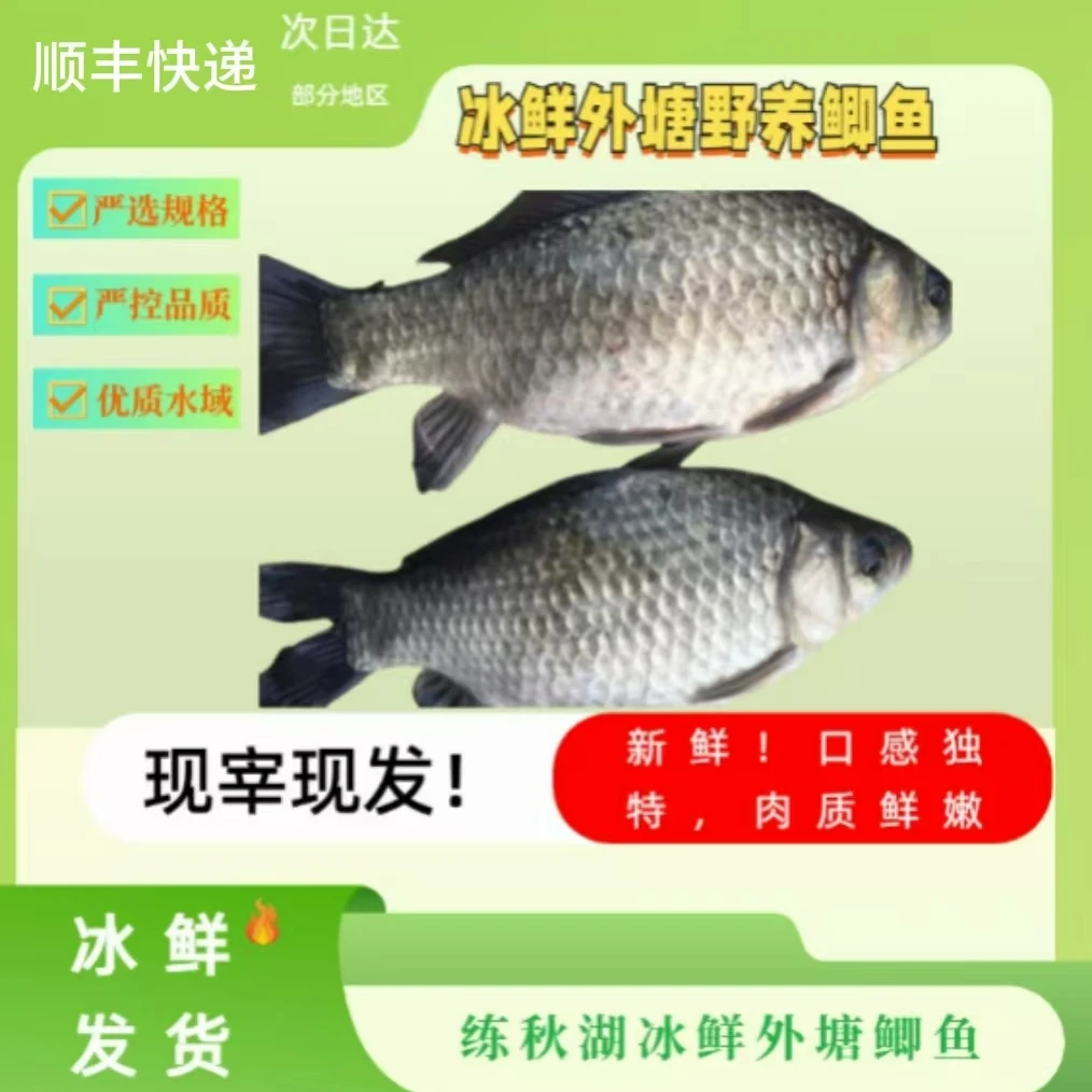 练秋湖鲫鱼350g*2大板鲫鱼冰鲜发货