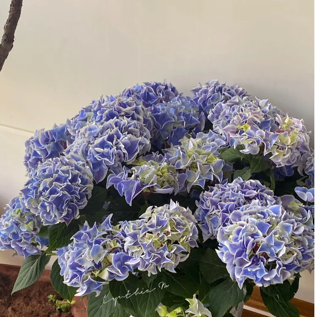 蒂沃利大花绣球原盆原本带花苞