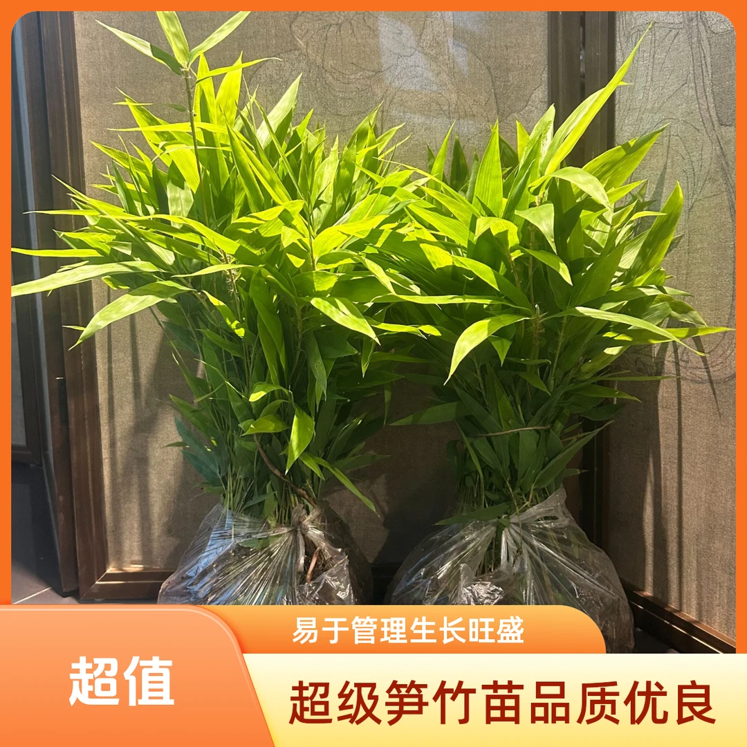 超级笋竹苗/经济作物蔬菜笋种苗（100株包邮起售金边）