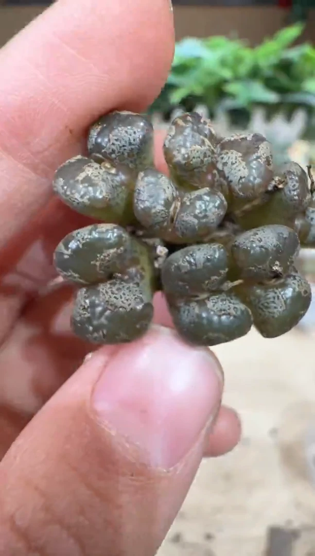 29-347多肉植物肉锥